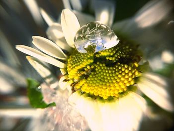 Close-up of white flower