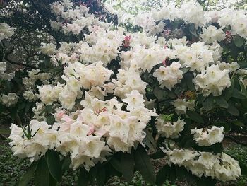 Close-up of white flowers