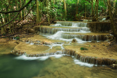 Scenic view of river flowing in forest