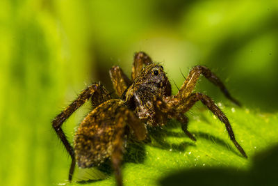 Close-up of insect on flower