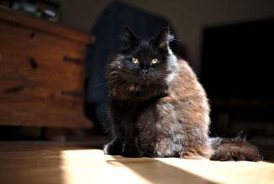 Close-up portrait of cat sitting at home