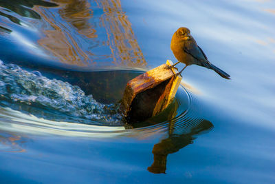 Close-up of bird perching on metal in lake 