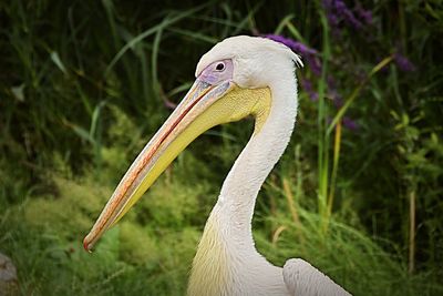 Close-up of a bird