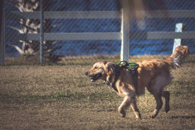 Dog running on field