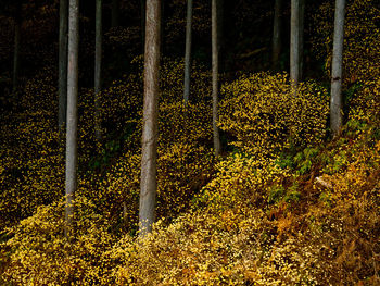 Trees in forest