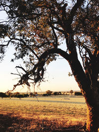 Tree on field against sky