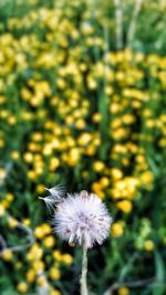 Close-up of dandelion flower