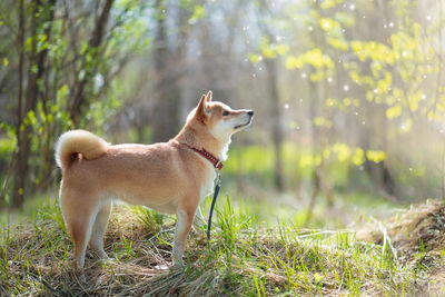 Adorable red dog shiba inu dog stands in the woods on a sunny summer day