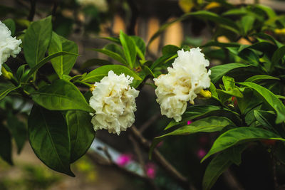 Close-up of white flowering plant