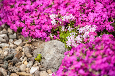 Close-up of pink flowering plant on rock