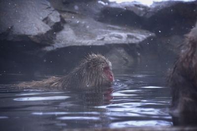 Monkey swimming in lake