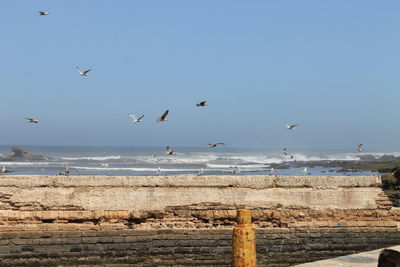 Seagulls flying over sea against sky