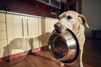 Labrador is holding bowl in mouth in home kitchen. hungry dog waiting for feeding in morning light.