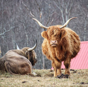 Texas longhorns  standing in a field