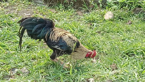 High angle view of bird on land