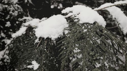 Close-up of snow on tree