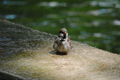 Close-up of bird in water