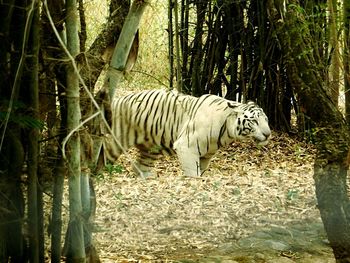 Zebras in forest