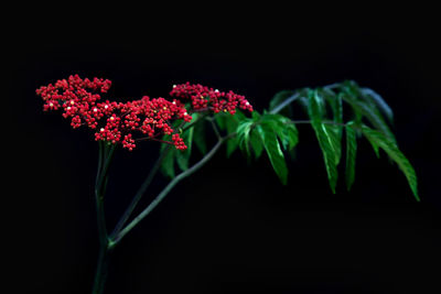 Close-up of pink flowering plant against black background