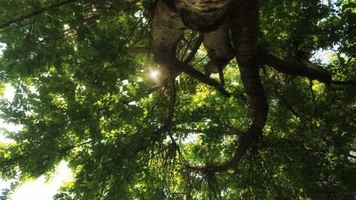 Low angle view of trees in forest