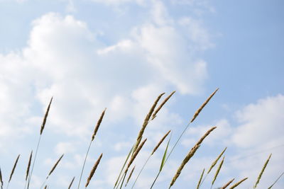 Low angle view of grass against sky