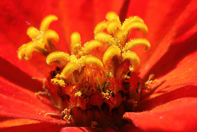 Close-up of red flowering plant