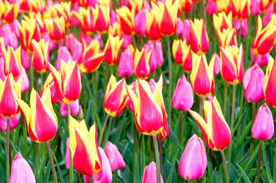 Close-up of tulips blooming on field