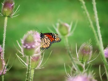 Close-up of butterfly on purple flower