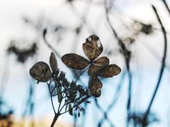 Close-up of wilted plant