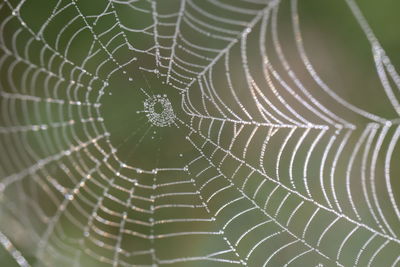 Close-up of spider web