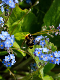 Close-up of bee pollinating on purple flower