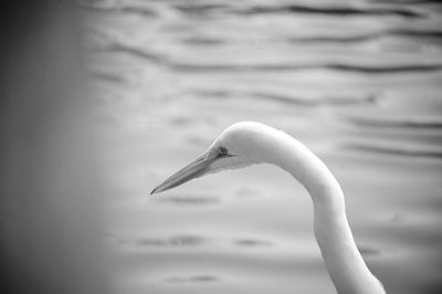 Close-up of swan at lake