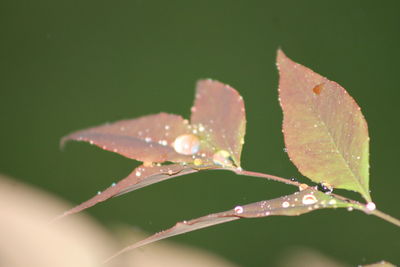 Close-up of wet plant leaves