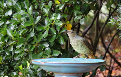 Bird perching on a tree