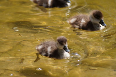 Duck swimming in lake