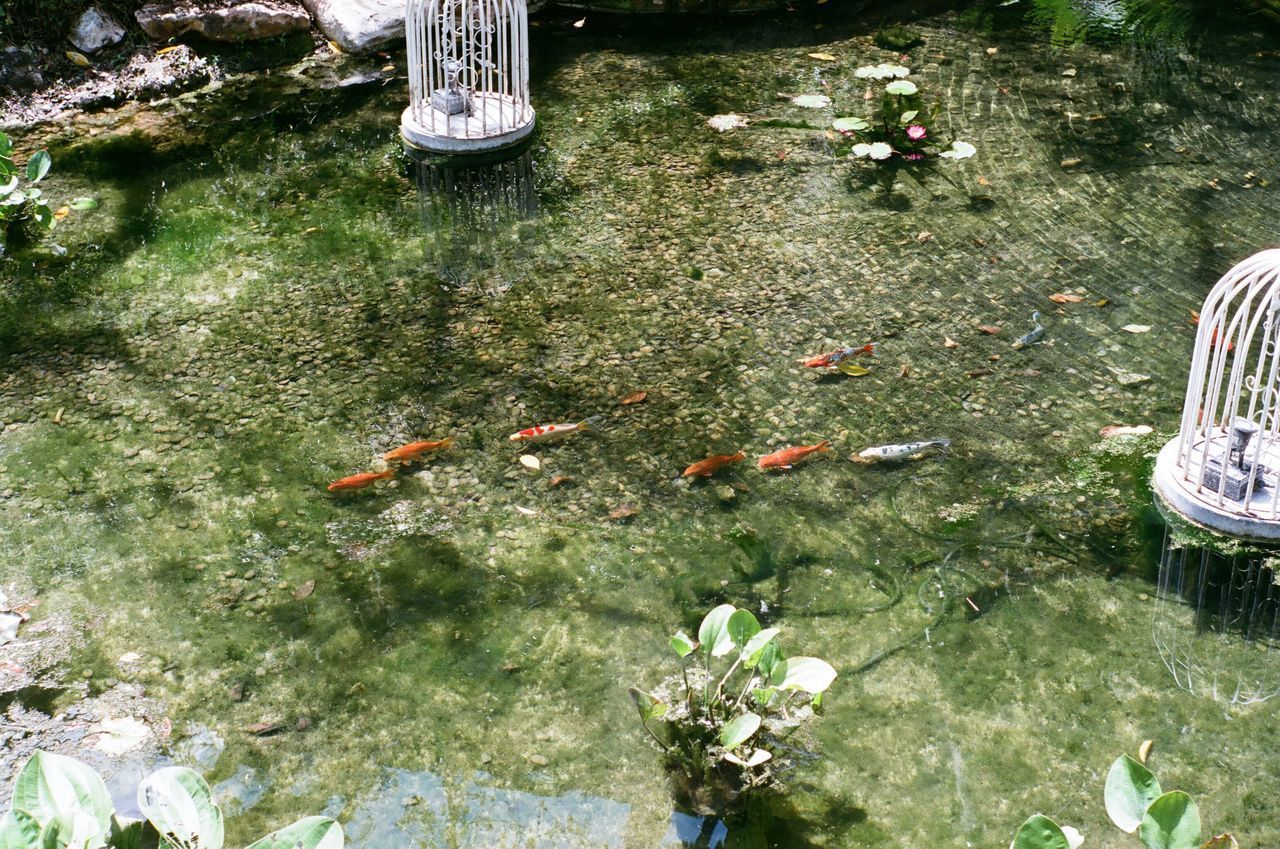 HIGH ANGLE VIEW OF FISHES SWIMMING IN LAKE