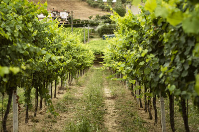 View of vineyard