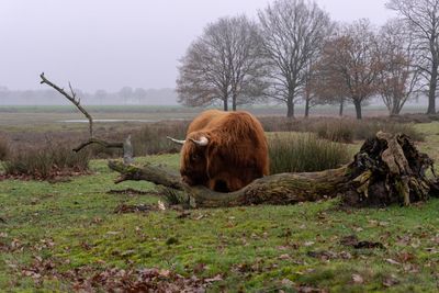 Highland cow in a field