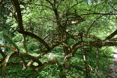 Trees in forest