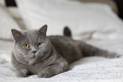 Portrait of lying gray cat with orange eyes close-up. british blue shorthair cat. selective focus.