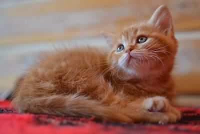 A red-haired kitten with blue eyes is lying on the sofa