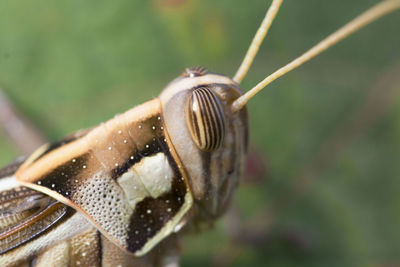 Close-up of insect