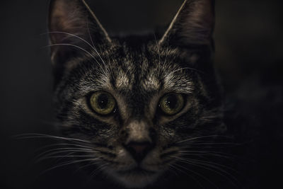 Close-up portrait of cat