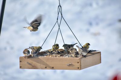 Close-up of birds  on feeder. 