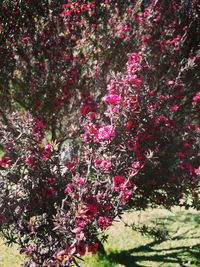 Close-up view of flower tree