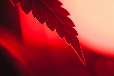 Close-up of red maple leaves during autumn