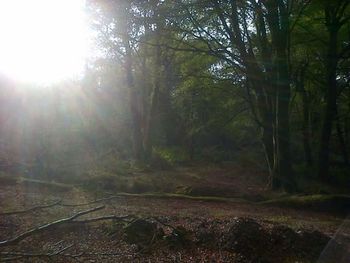 Sun shining through trees in forest