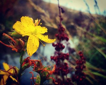 Close-up of yellow flowers against blurred background