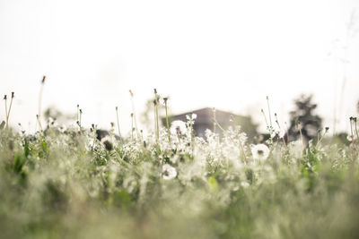 Surface level of grassy field against clear sky