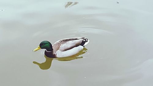 Duck swimming in lake